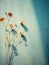 Flower shadows cast on a blue wall. Extreme light and shadow. Bright natural light.