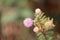 flower of shameplant (Mimosa pudica)