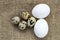 Flower-shaped chicken eggs and quail eggs.White chicken eggs and quail eggs stand side by side on a wooden floor