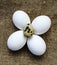 Flower-shaped chicken eggs and quail eggs.White chicken eggs and quail eggs stand side by side on a wooden floor