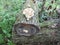 Flower Shaped Mushroom Growing on a Log