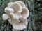 Flower Shaped Mushroom Growing on a Log