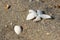 Flower and shell in the sand on the beach