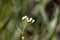 Flower of a shepherds purse, Capsella bursa-pastoris