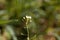Flower of a shepherds purse, Capsella bursa-pastoris