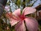 A flower of shoeblack plant