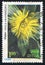 Flower Showy inula