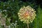 Flower showy Persian onion in a summer garden