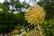 Flower showy Persian onion in a summer garden