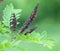 Flower shrubs, flora. Amorpha fruticosa.