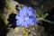 Flower of Sicily, Close-up of a Beautiful Common Chicory Flower, Nature, Macro