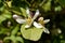 Flower of Sicily, Close-up of Lemon Blossoms, Nature, Macro