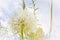 Flower similar to a dandelion - meadow Salsify common names Jack-in bed-at-noon, meadow salsify, showy goat`s-beard