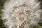 Flower similar to a dandelion - meadow Salsify common names Jack-in bed-at-noon, meadow salsify, showy goat`s-beard