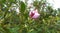 the flower sits before blooming pink to purplish as an herbal medicine. 01-June-2023, Jambi Island, Indonesia.