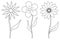 Flower sketch collection with leaf on stem in doodle style