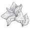 Flower sketch, hibiscus plant blossom pencil drawing