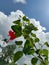 Flower sky pump tree cloud