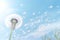 Flower sky seeds softness summer blowball dandelion spring nature flying plant