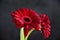 A flower of a slender, tall gerbera of red color on a black background.