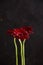 A flower of a slender, tall gerbera of red color on a black background.
