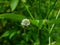 Flower of Slim teasel or Dipsacus strigosus at grass close-up, selective focus, shallow DOF