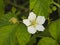Flower on small bush Blackberry, Rubus, close-up, selective focus, shallow DOF