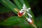 Flower of a small shell ginger, Alpinia mutica