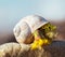 Flower in snail shell. Spring background concept