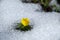 Flower in snow