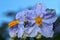 Flower ( Solanum nigrum )