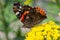 Flower of Solidago commonly called goldenrods comes from North America including Mexico native to South America and Eurasia