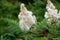 Flower Sorbaria sorbifolia