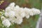 Flower Sorbaria sorbifolia & x28;LAT. Sorbaria sorbifolia& x29;