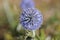 Flower of the southern globethistle (Echinops ritro)