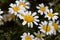 Flower of Spanish chamomile Anacyclus pyrethrum