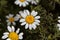 Flower of Spanish chamomile Anacyclus pyrethrum