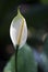 Flower spath or peace lily