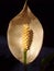 Flower Spathiphyllum