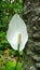 This is the flower of Spathiphyllum kochii