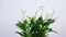 Flower Spathiphyllum , rotation on white background. Flower shop