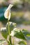 Flower Spathiphyllum white