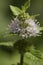 Flower spearmint (Mentha pulegium)