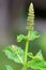 Flower of spearmint plant (Mentha spicata)