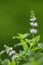 Flower of spearmint plant (Mentha spicata)