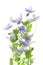 Flower speedwell