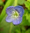 Flower of the Speedwell plant