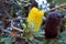 Flower spike abloom and faded of Banksia pilostylis endemic to Australia