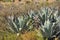 The flower spike of Agave. Agaves are succulents with a large rosette.