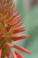 Flower spike of agave plant with reddish-orange flowers covered in rain drops and buds